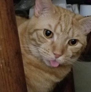 Meet your Posher, Lisa